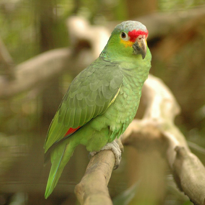 Amazon parrots