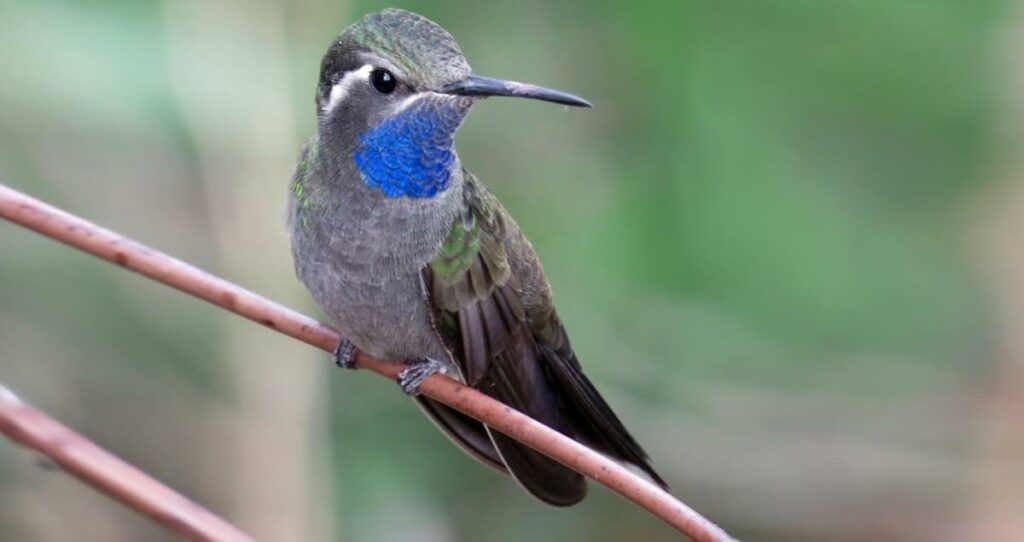 Types of Blue Hummingbirds in North America