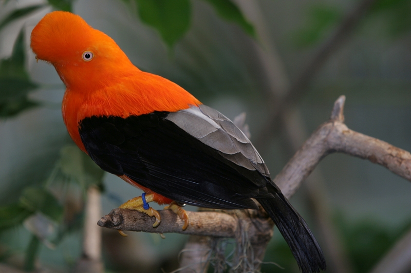 Andean Cock-Of-The-Rock