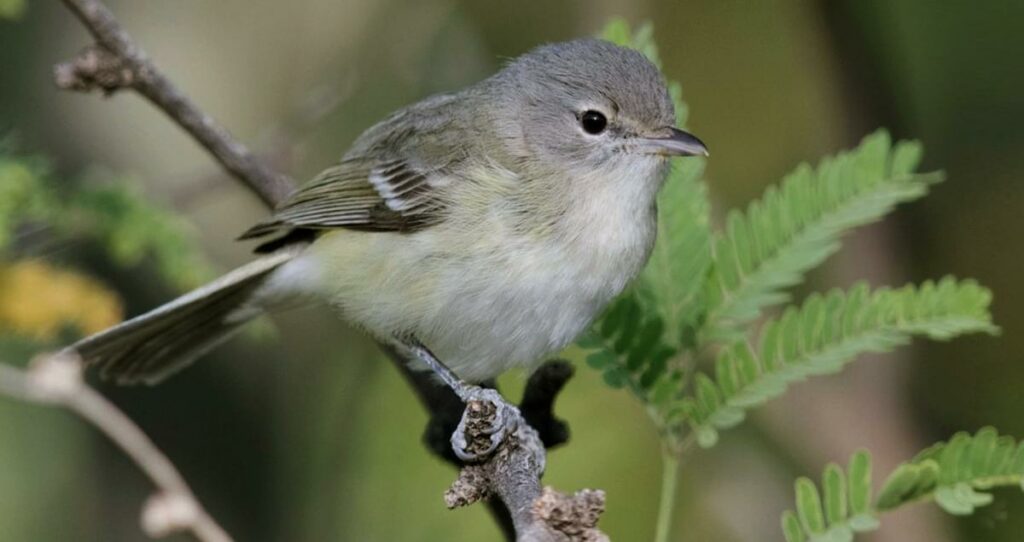 Bell's Vireo