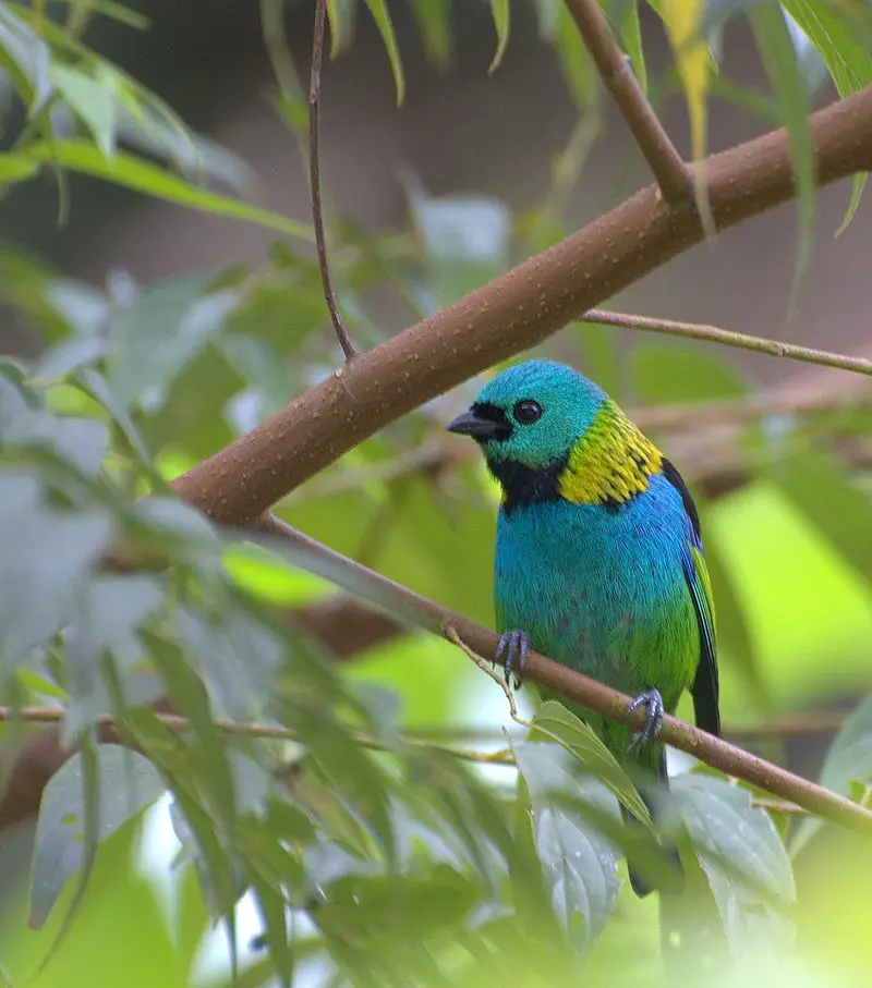 Brilliant Green-Headed Tanager