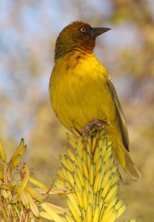 Cape Named Weaver