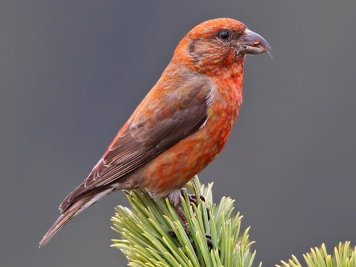 Cassia Crossbill