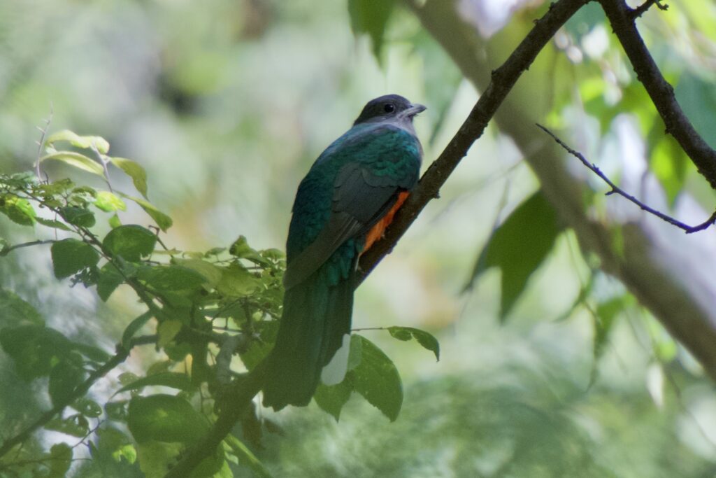 Eared Quetzal