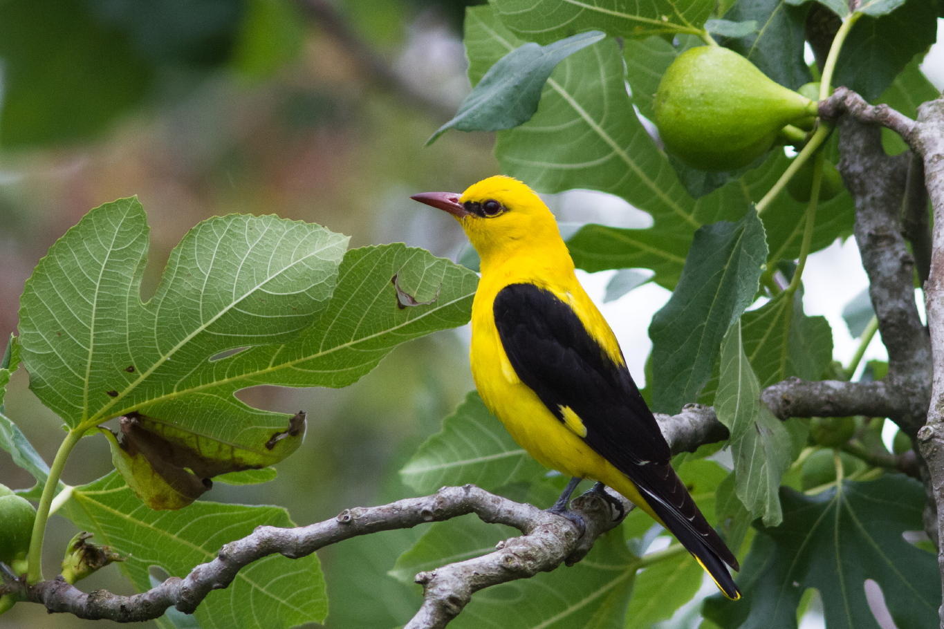 Eurasian gold oriole