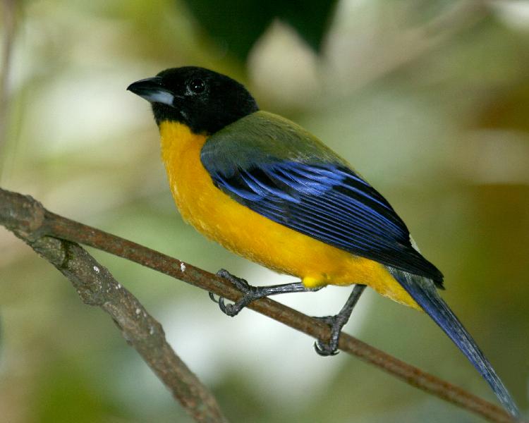 Fire-Chinned Tanager