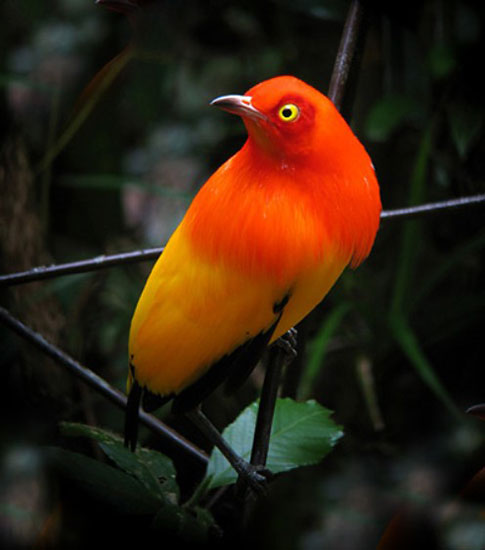 Flame Bowerbird