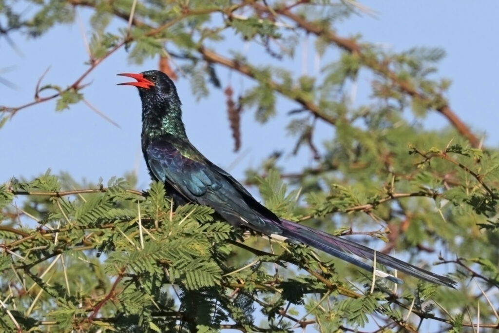 Green Wood Hoopoe