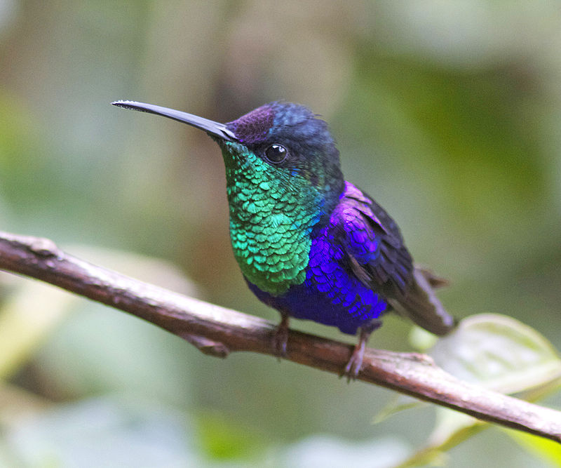 Green-crowned Woodnymph