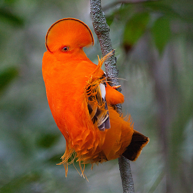 Guianan Cock-Of-The-Rock