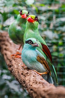 Javan Green Magpie