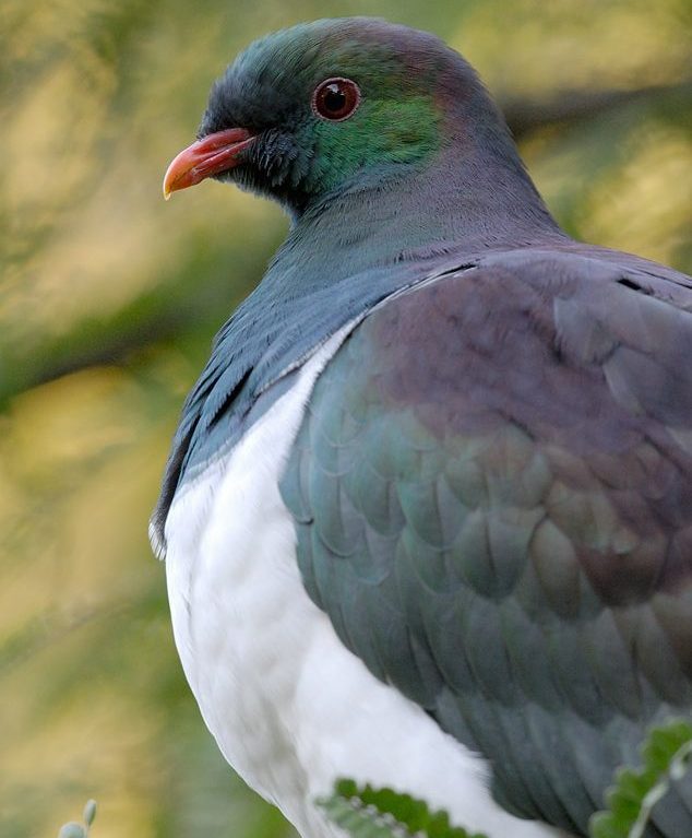 Kereru