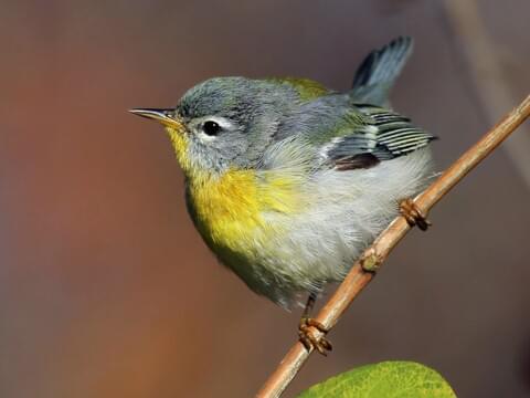 Northern Parula