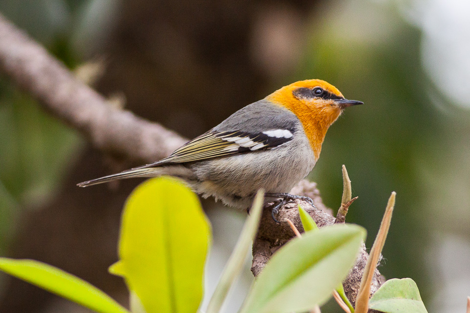 Olive Warblers