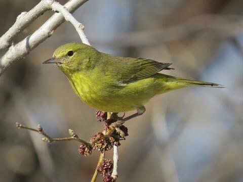 Orange-headed Warbler