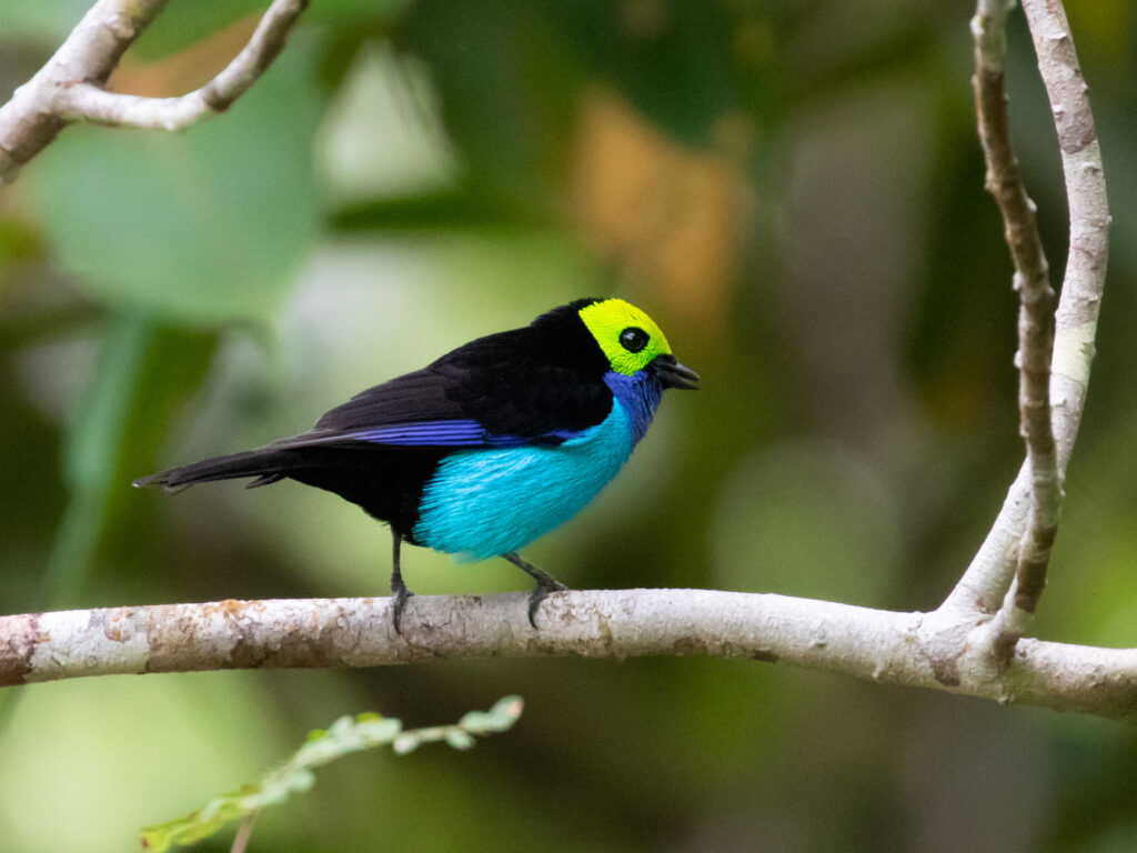 Paradise Tanager