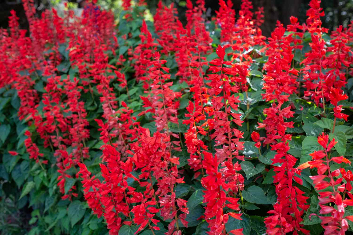 Red Salvia