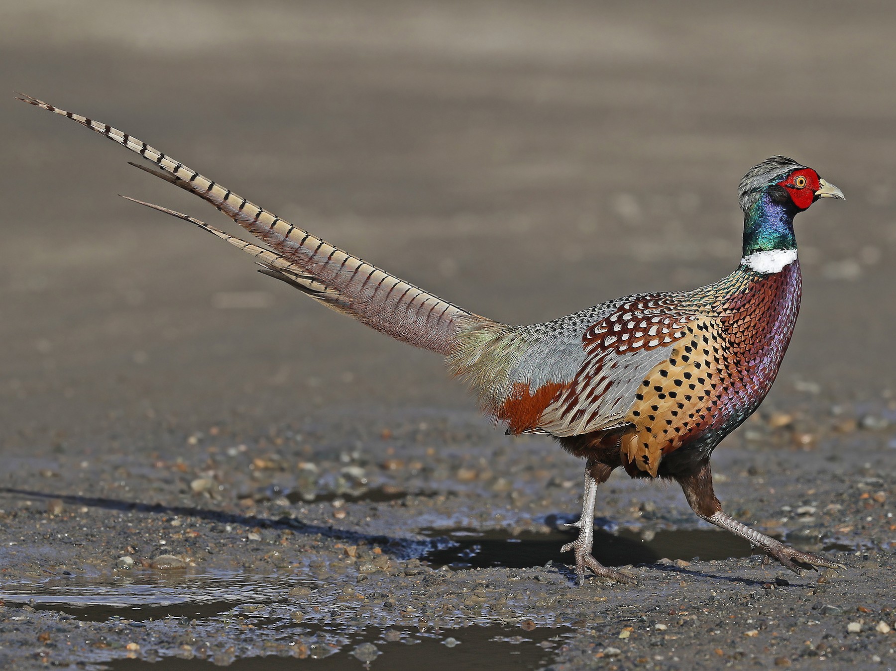 Ring-necked Pheasant