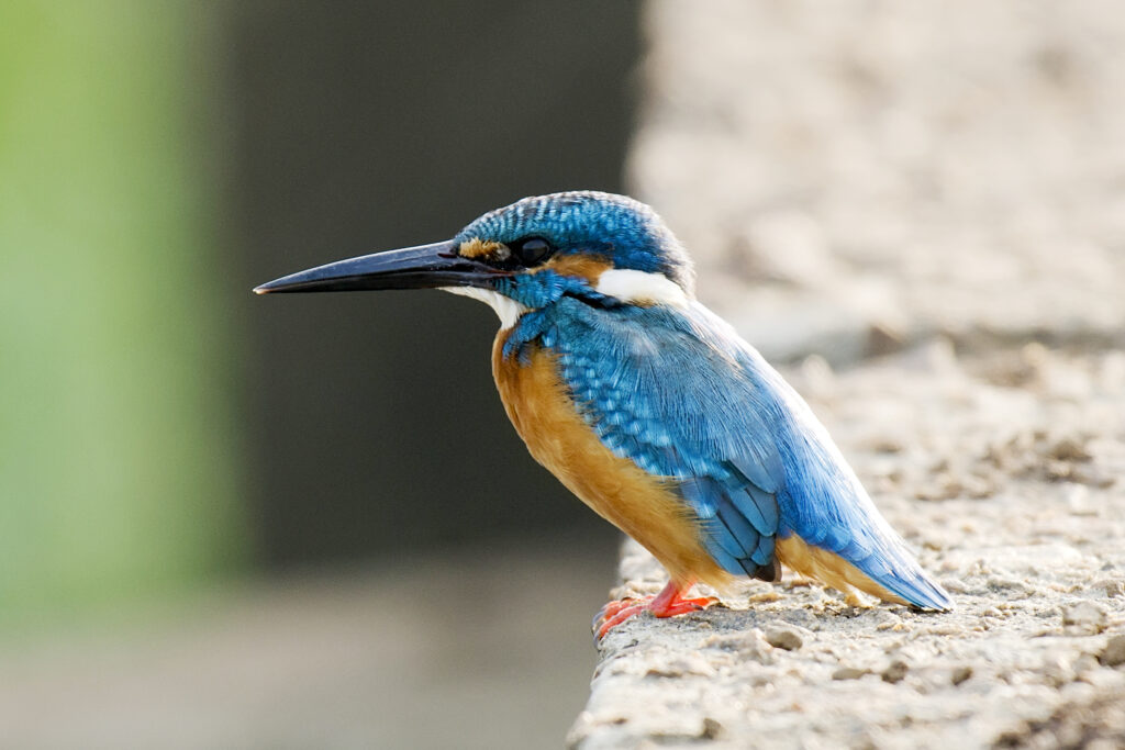 River Kingfishers