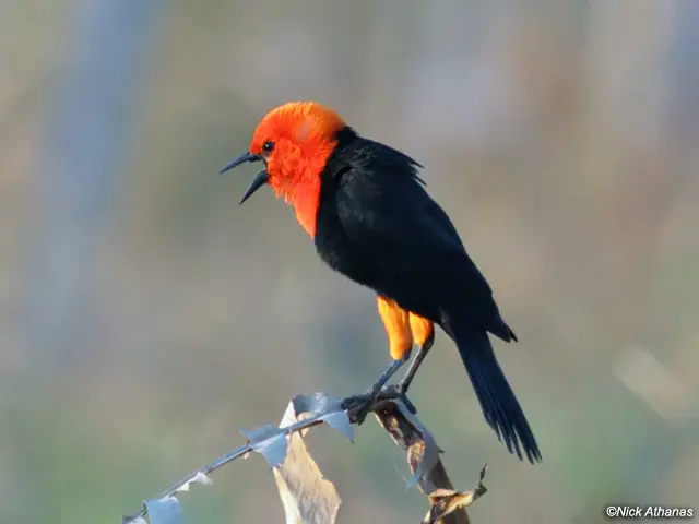 Scarlet-headed Blackbirds