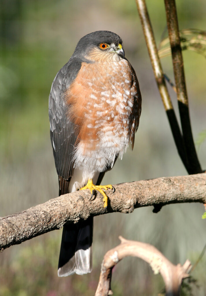 Sharp-tailed Hawk