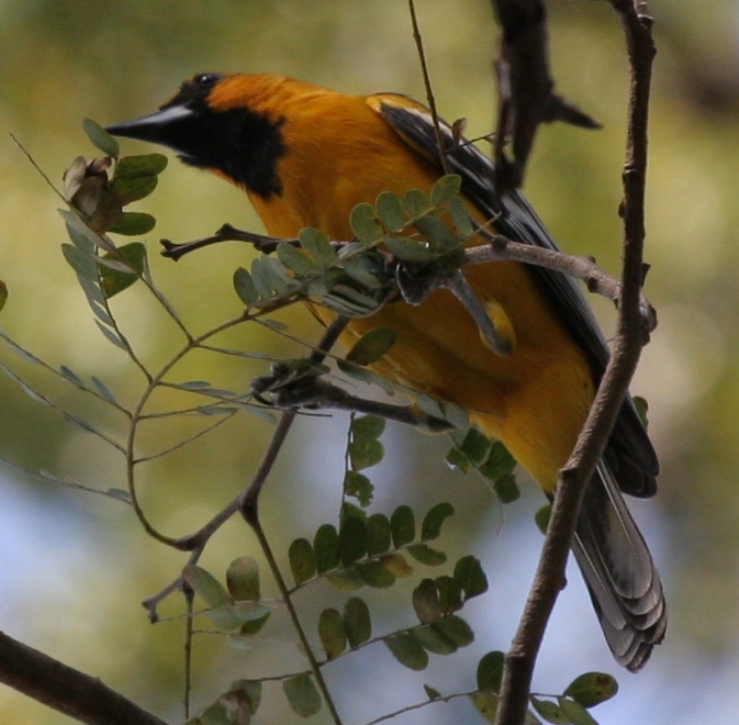 Streak-backed Oriole