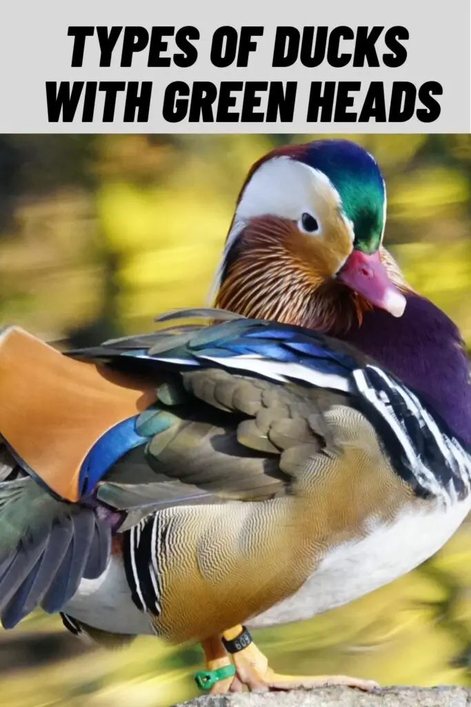 Types of Ducks with Green Heads