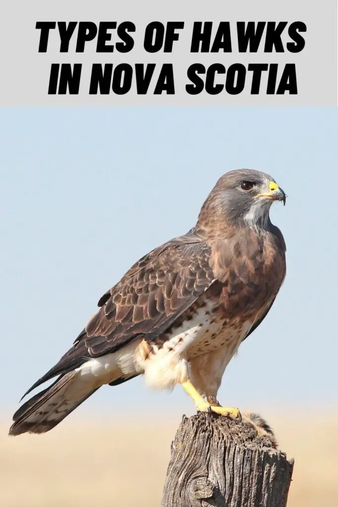 Types of Hawks in Nova Scotia