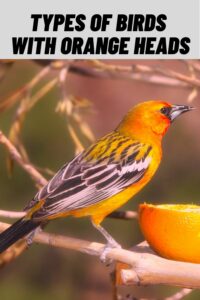 Types Of Birds With Orange Heads