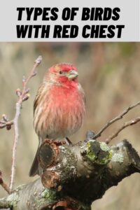 Types of Birds with Red Chest