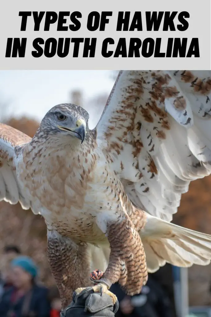 Types of Hawks in South Carolina
