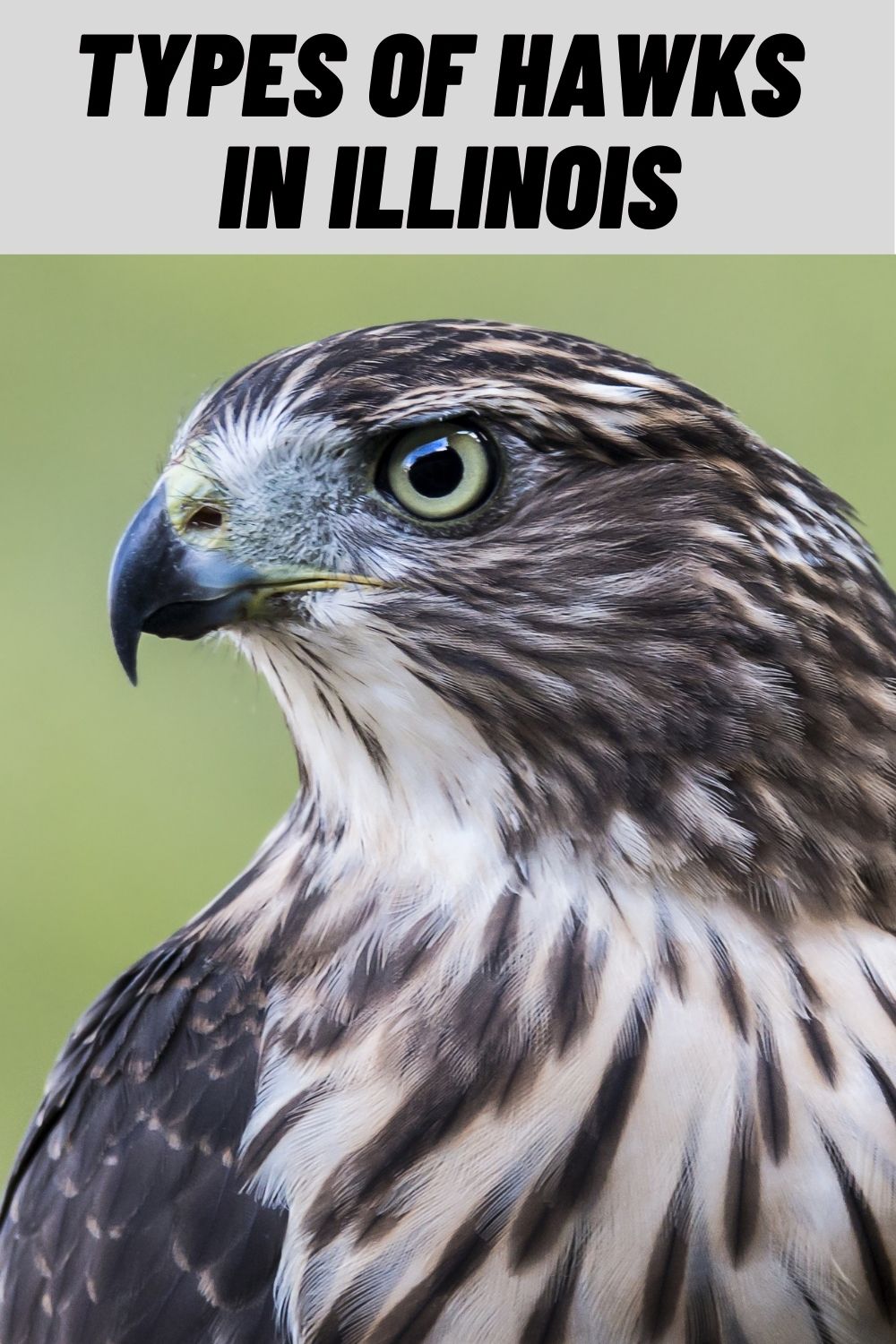 9-types-of-hawks-in-illinois-with-pictures