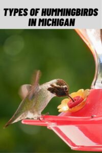 Types of Hummingbirds in Michigan