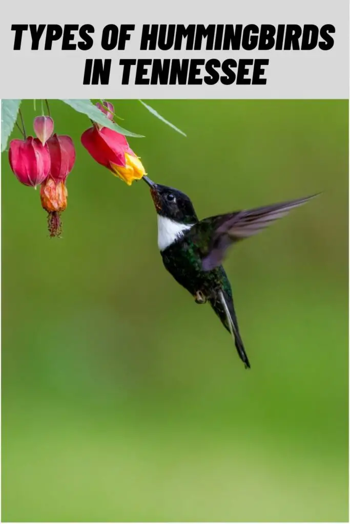 Types of Hummingbirds in Tennessee