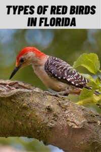 Types of Red Birds in Florida