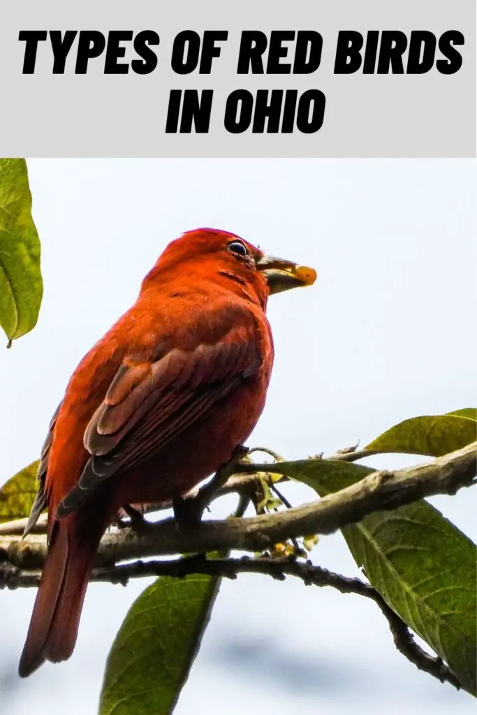 Types of Red Birds in Ohio
