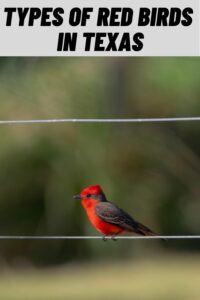 Types of Red Birds in Texas