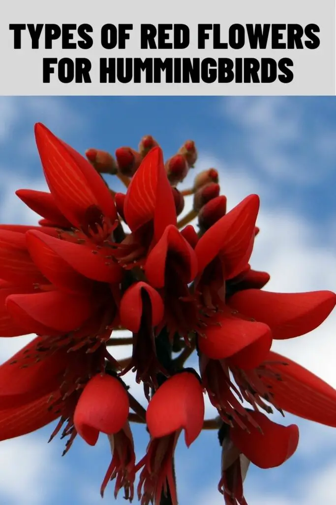 Red Flower for Hummingbirds