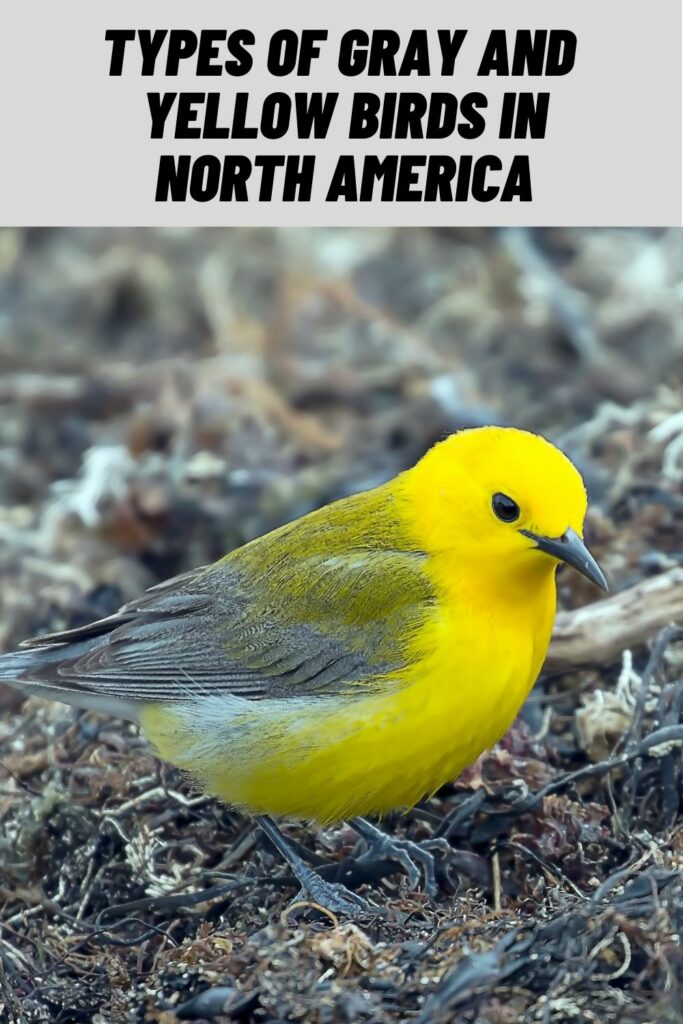 Types of Gray and Yellow Birds in North America