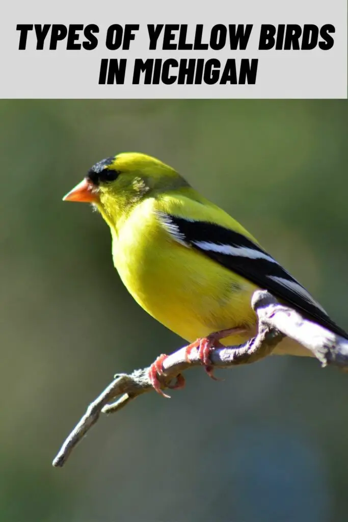 Types of Yellow Birds in Michigan