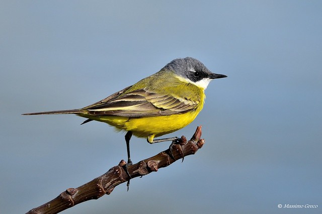 Western Yellow Wagtail