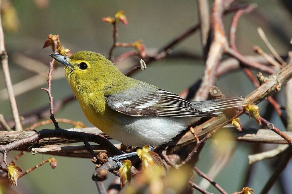 Yellow-Throated Vireo