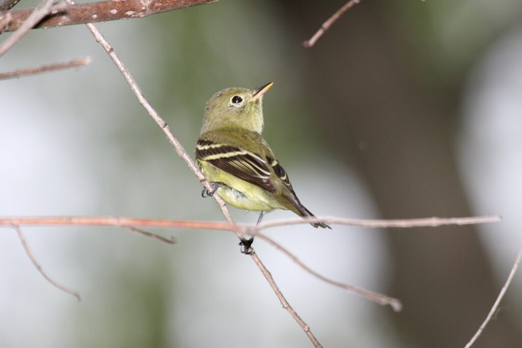 Yellow-bellied Flycatcher