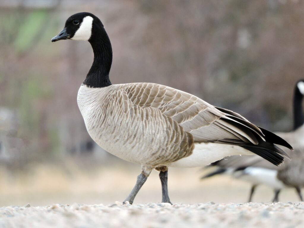 Cackling Goose