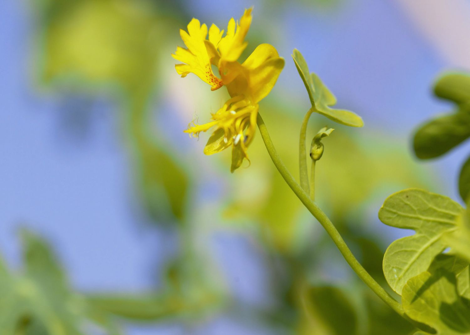 Canary Creeper