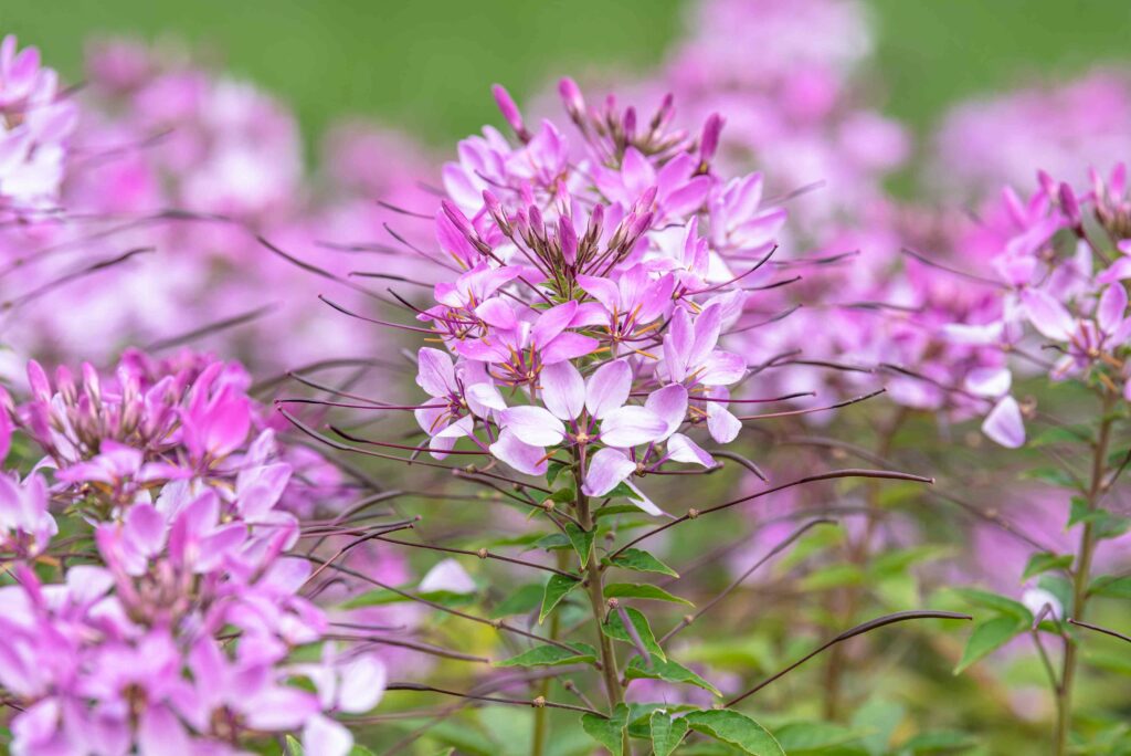 Cleome