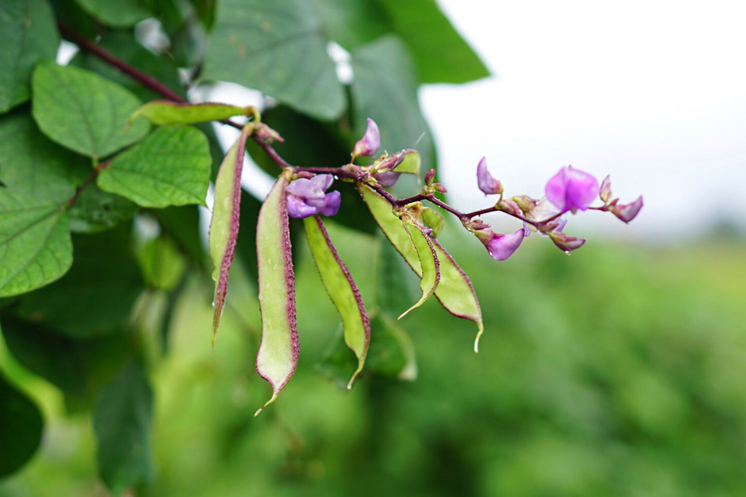 Hyacinth Bean