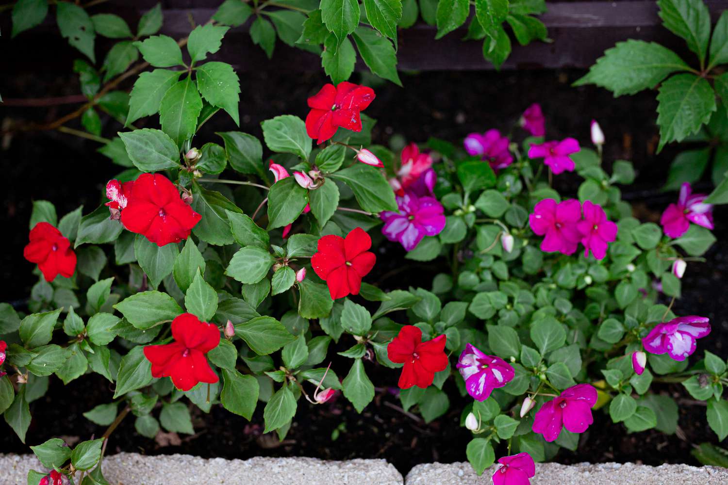 Impatiens