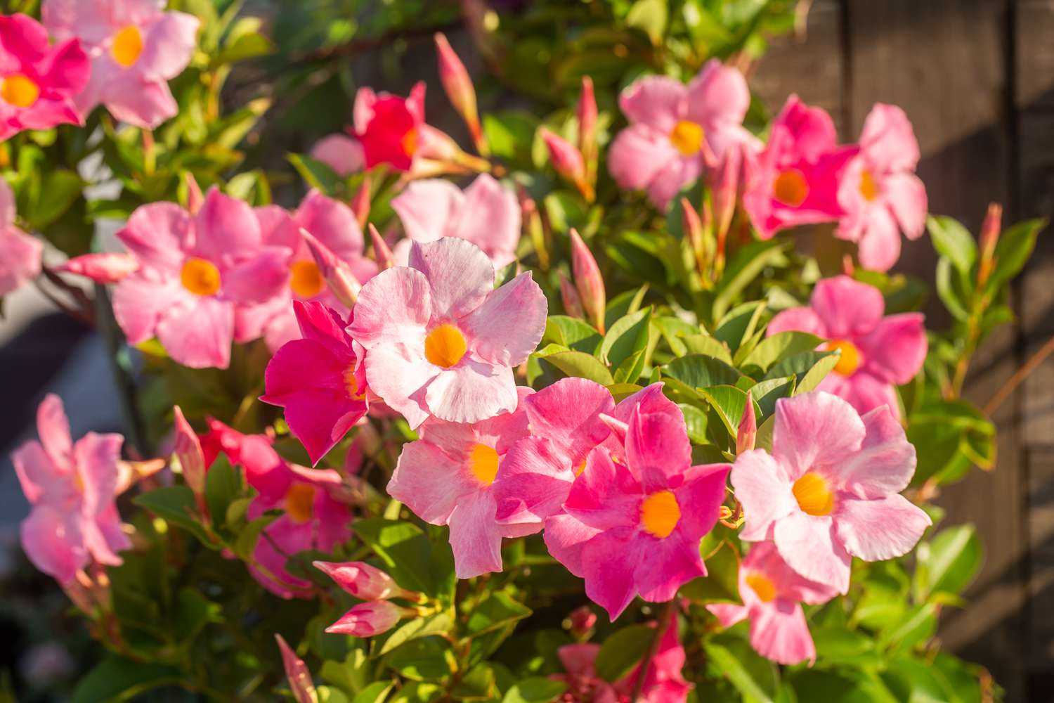 Mandevilla