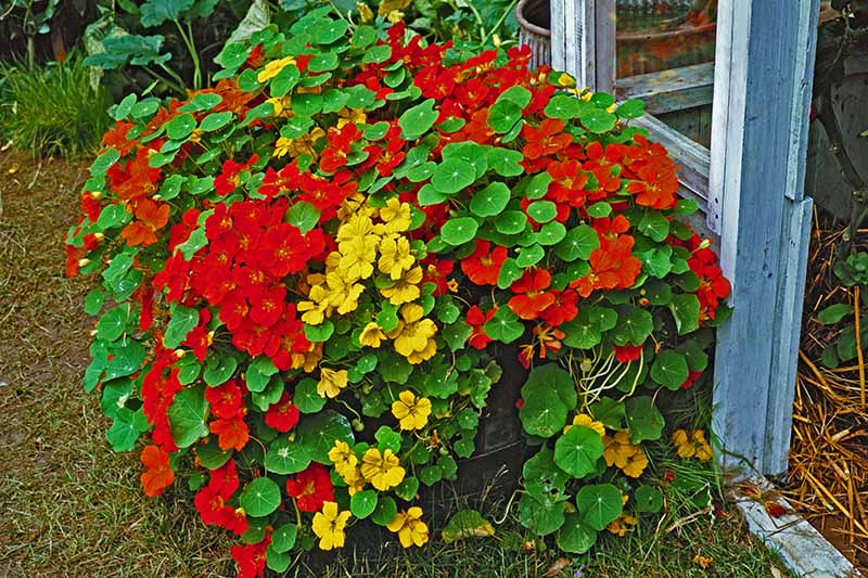 Nasturtiums